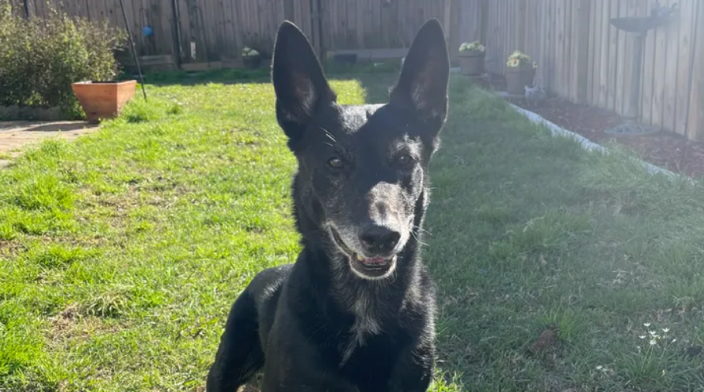 Help Axel, Our Retired K9 Hero, Get Surgery