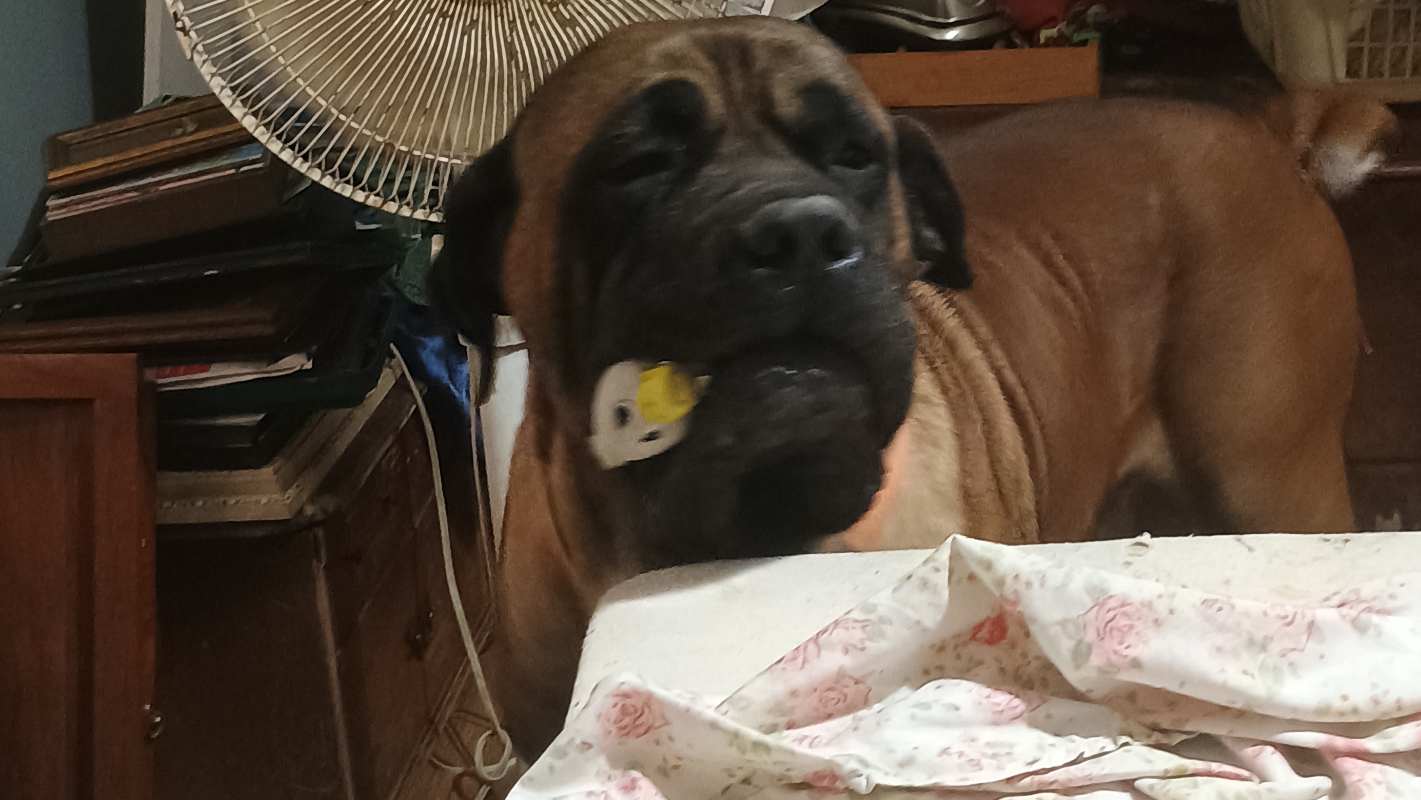 Help my best friend, my dog Beau