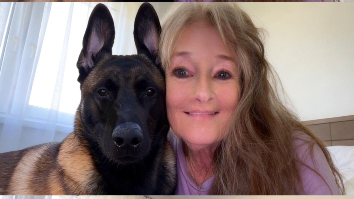 Food, electric, pet food