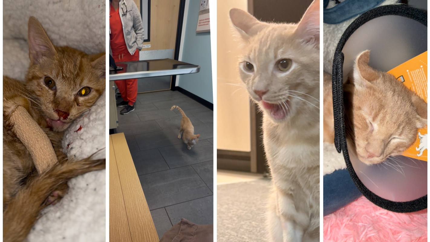 Support Noah’s Life-Saving Chemotherapy