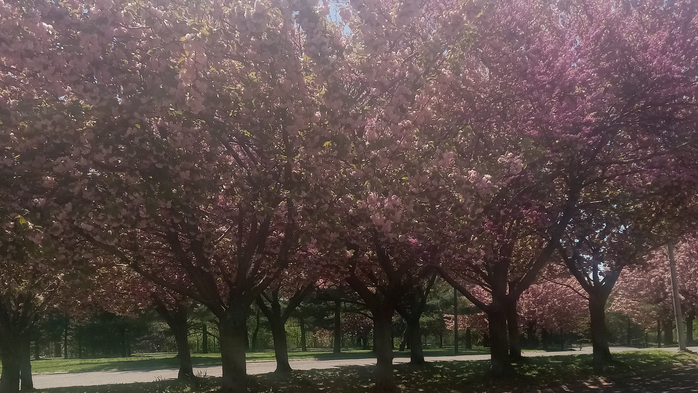 Headstone for my dear Mother