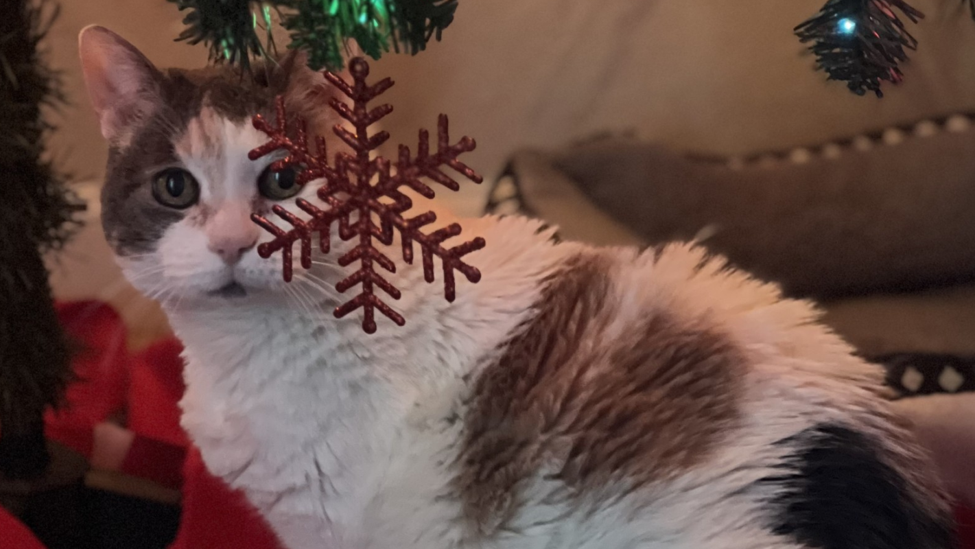 Tabby's End of Life Care