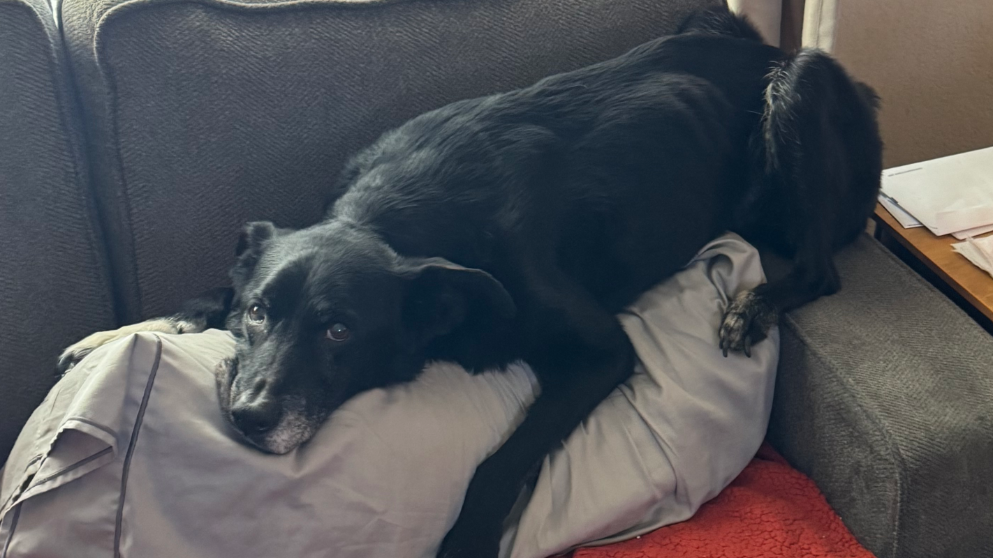 Mooky’s Final Cabin Trip