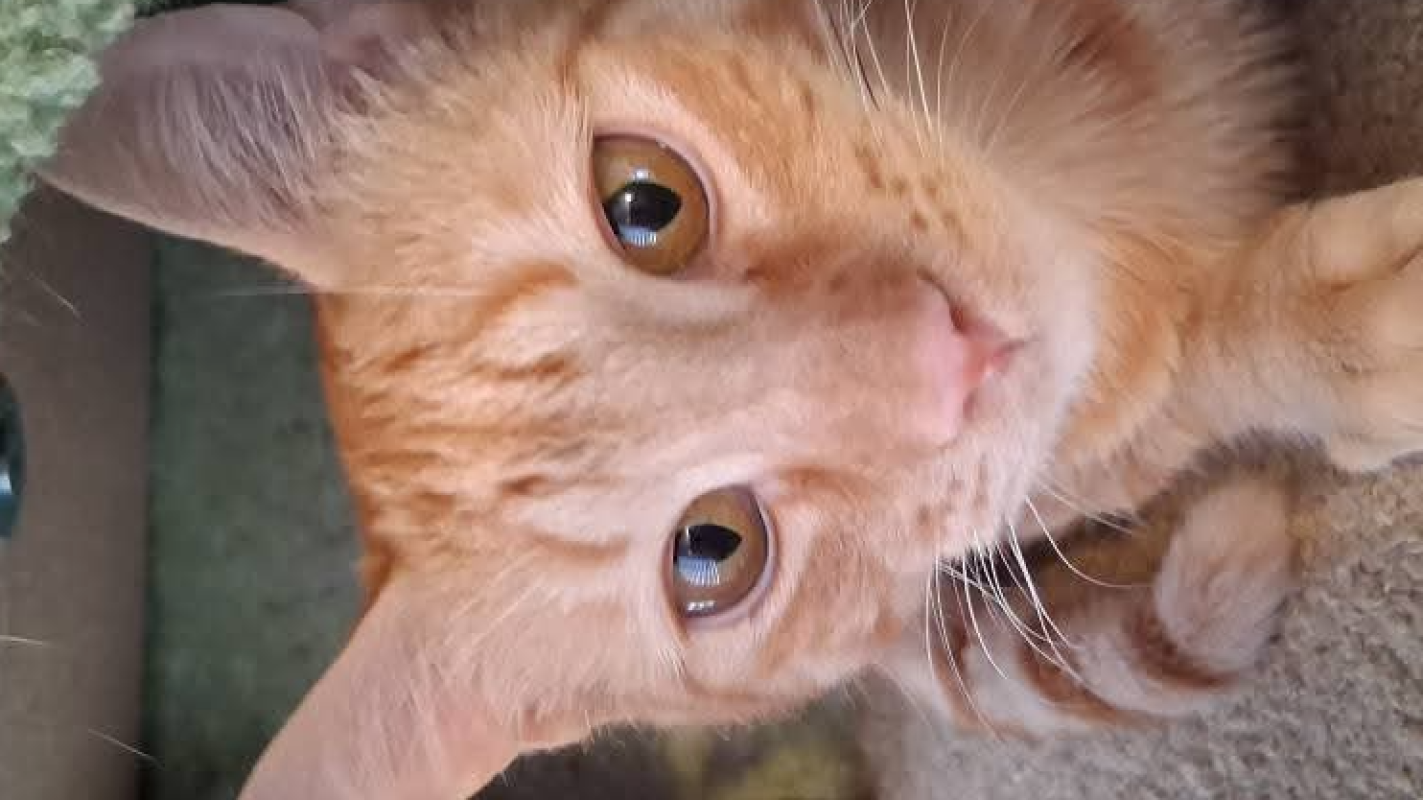 Blaze's Amputation Surgery