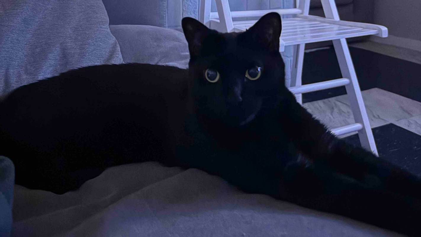 Save Luna From Cancer