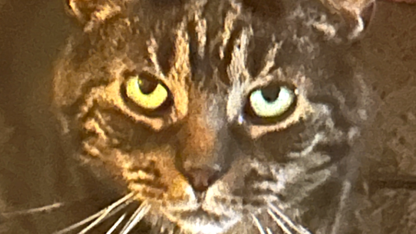 Help my Loving Family Cat