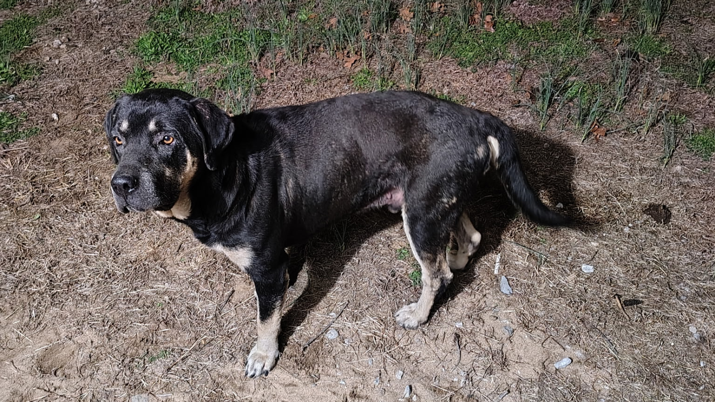 Get a stray I rescued to the vet and a smooth recovery