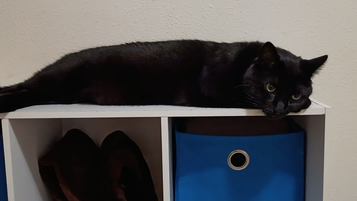 Mr cat urinary tract is blocked