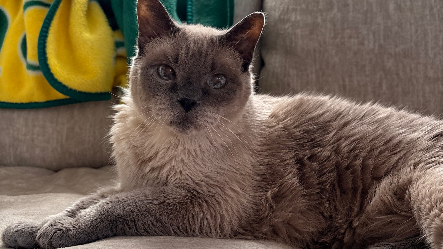 Bleu’s Memorial Fund