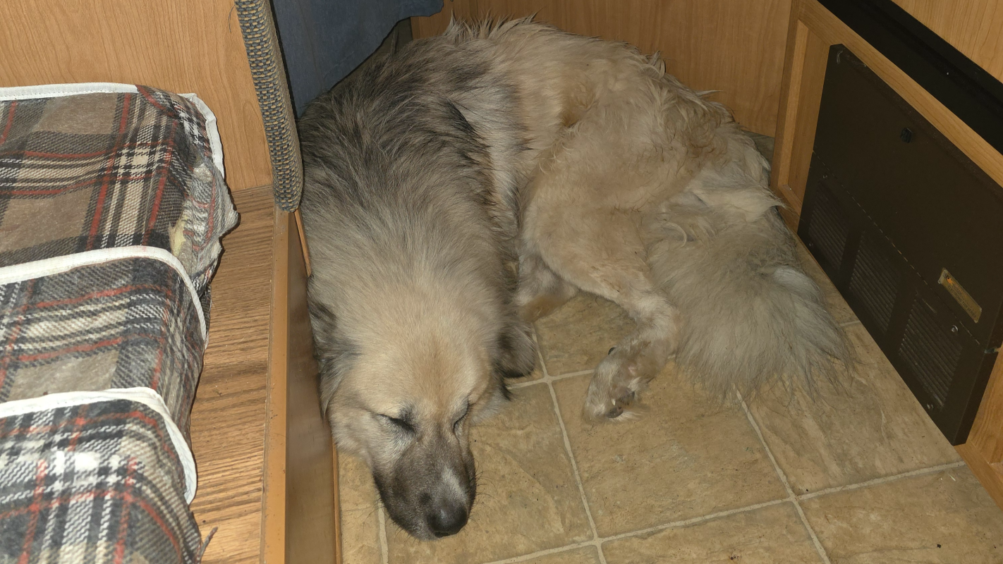 Dog medical emergency