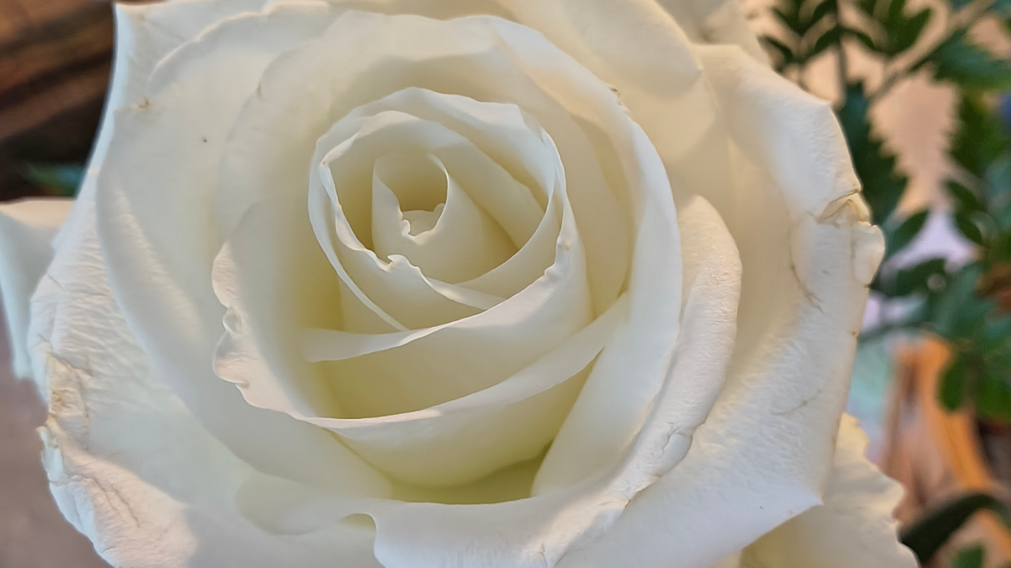 A new life