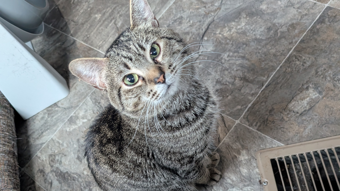 For my cat squirrel he is 5 years old and 9 months