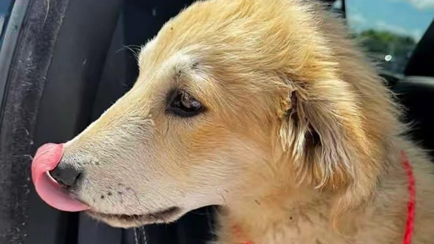 A Second Chance for Abandoned Dogs