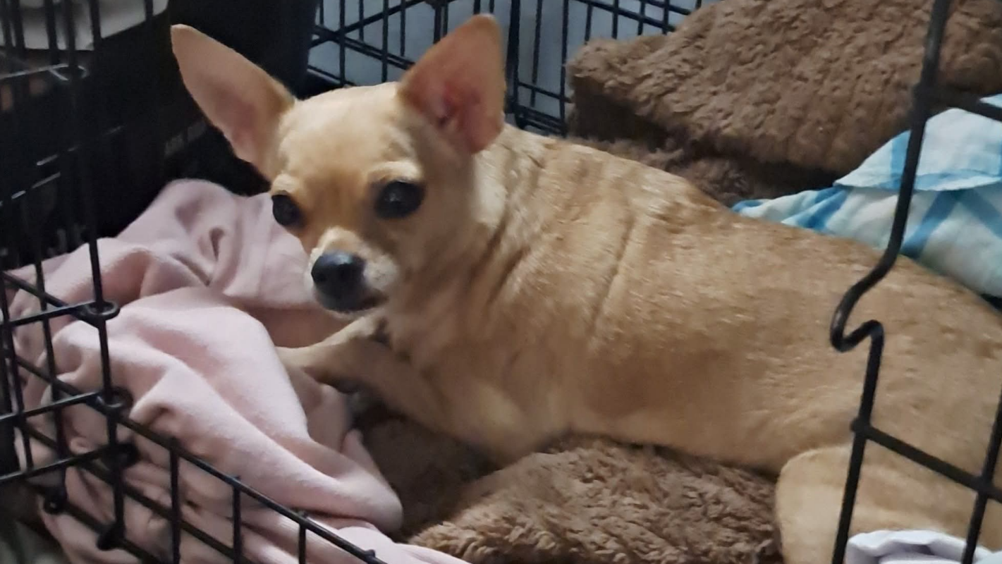 Save Dazie. My support dog.
