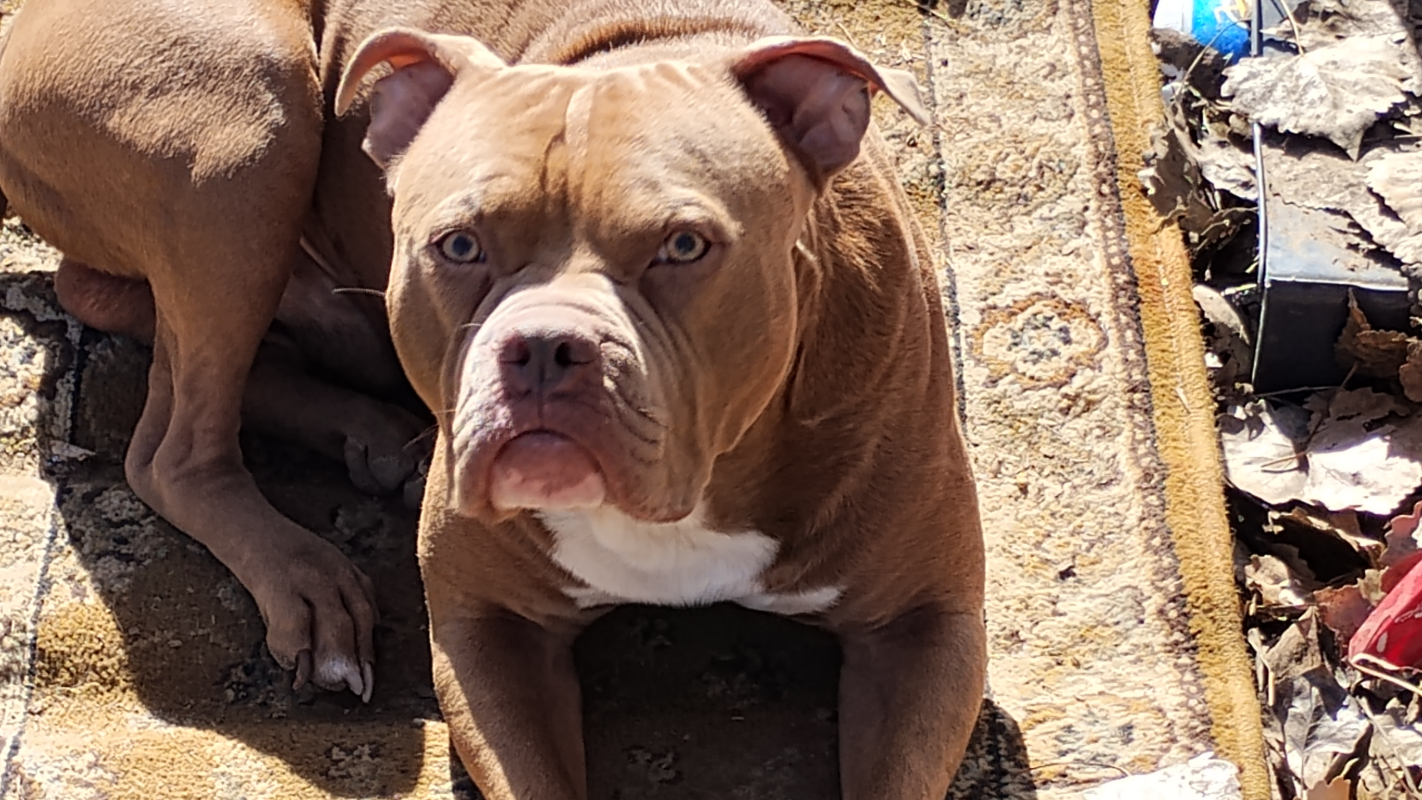 For jades vet surgery