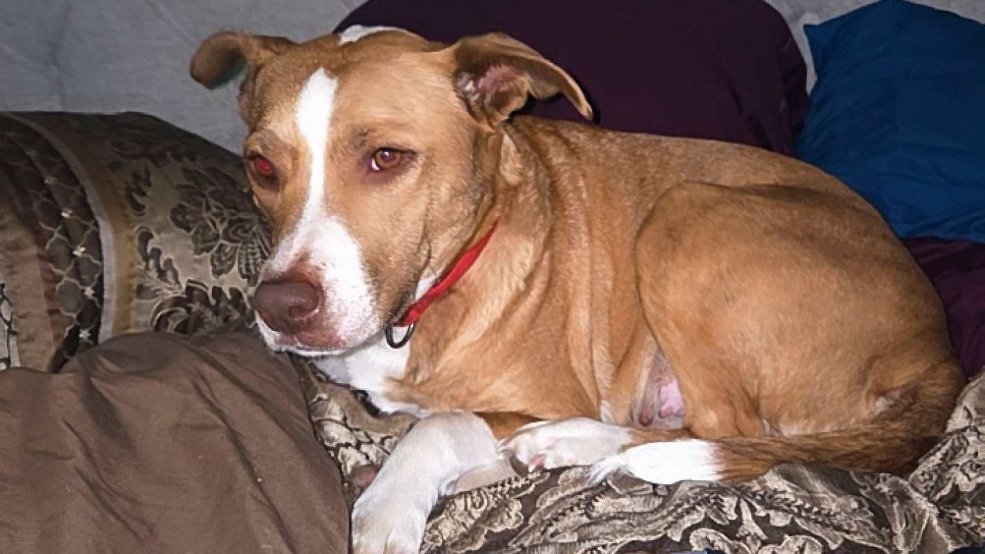 Dog training and vet care