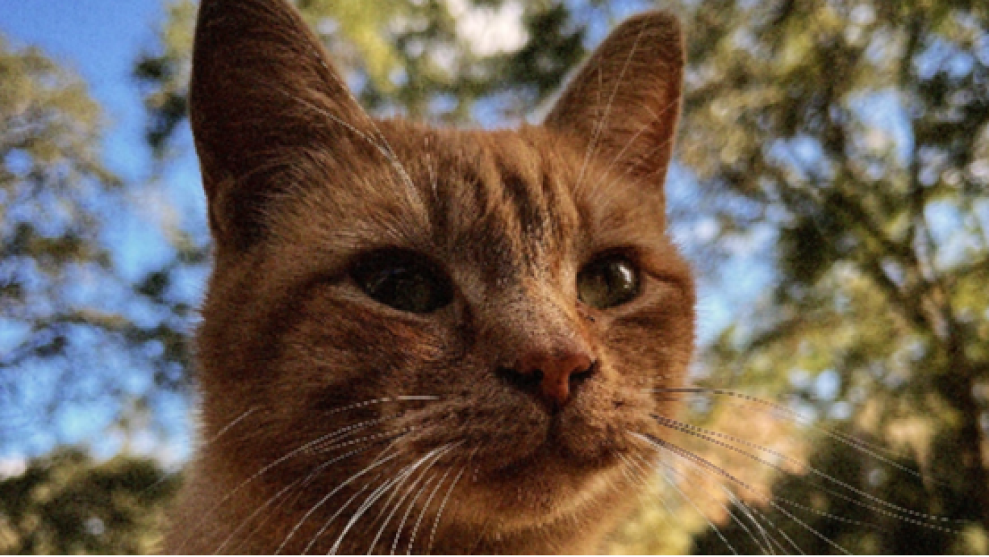 Support Caspian’s Journey to Freedom and Peace