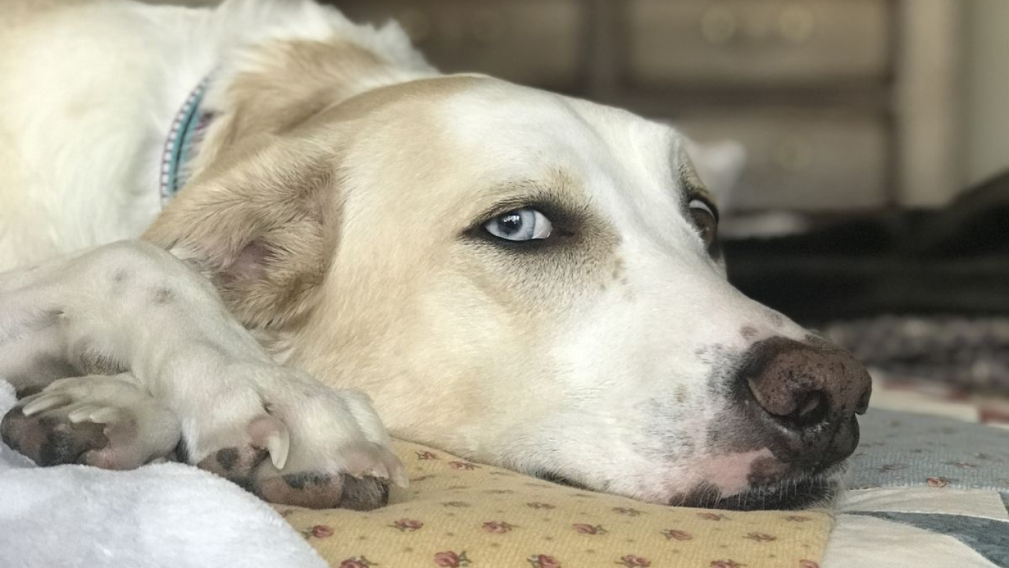 Emergency Surgery to Save Luna’s Life