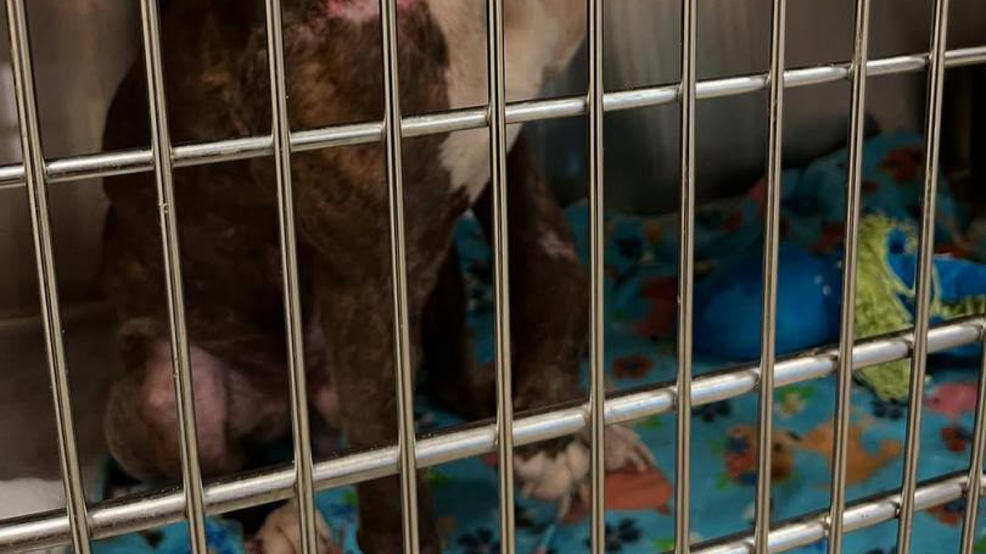 Giving Rescued Dogs a New Beginning