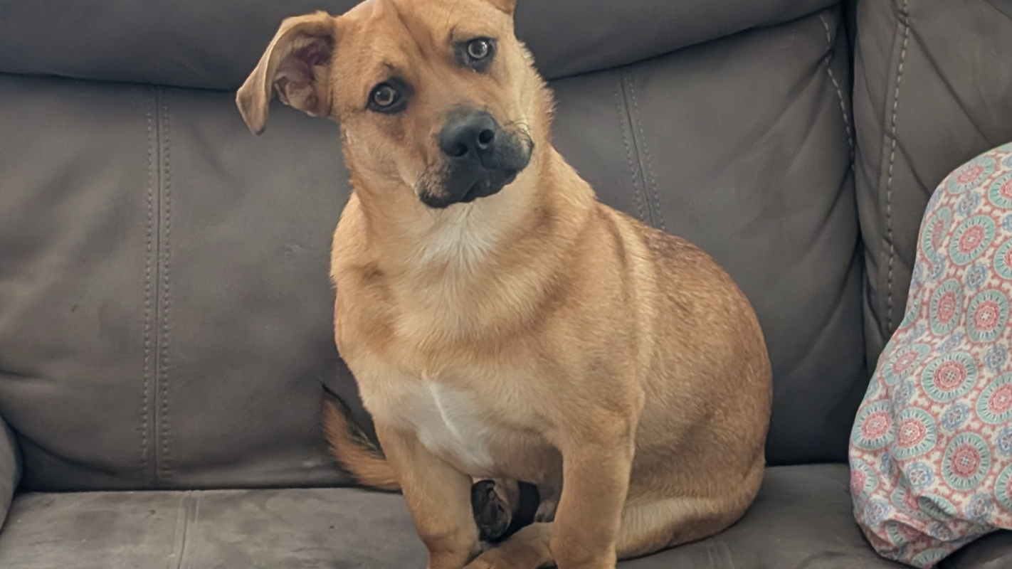 Nacho Puppy