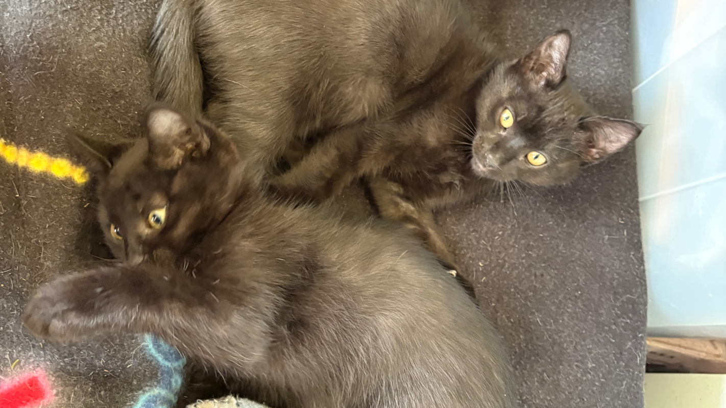 Fixing my kitten Vinny’s umbilical hernia