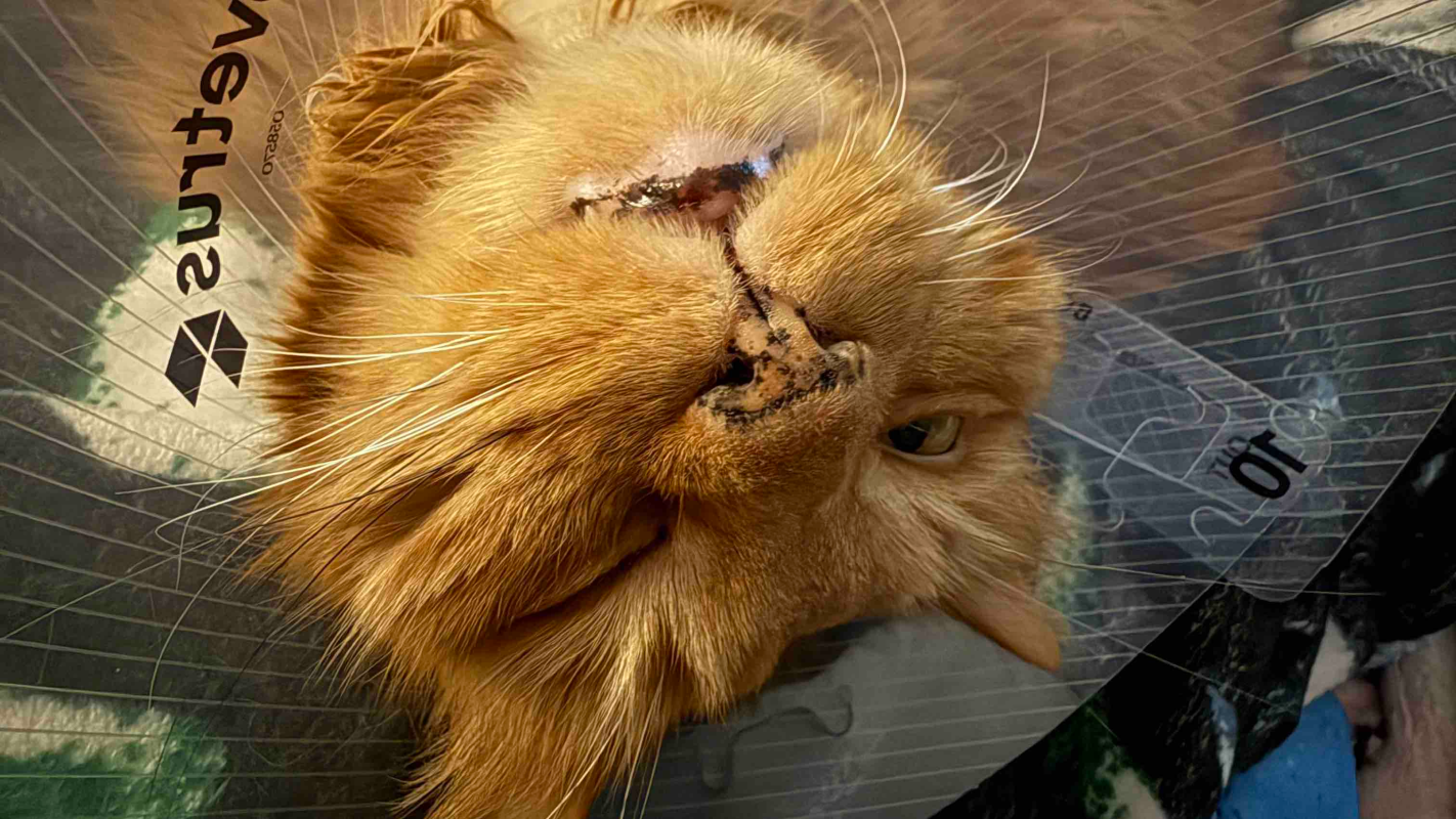 Help Fish Get surgery Needed