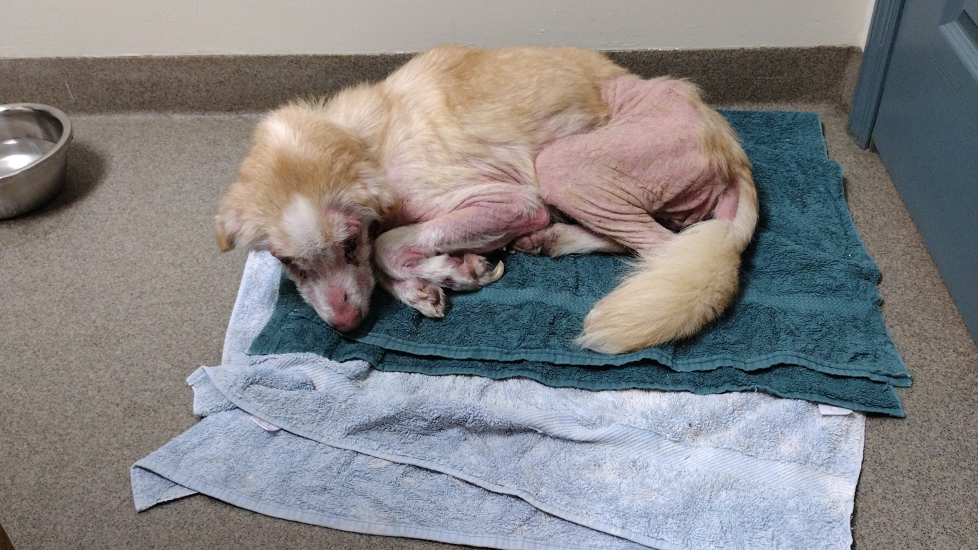 Help give Tango peace and cremated to bring him home