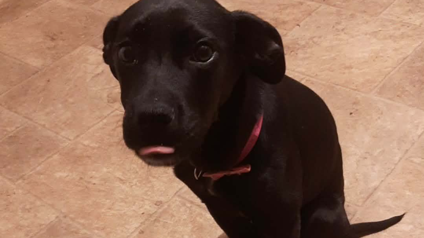 Emotional support puppy essential aand vet needs yearly