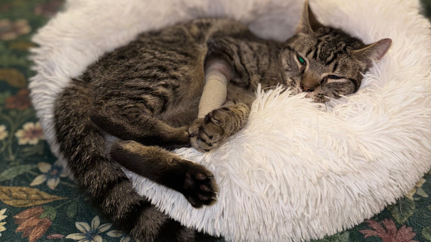 Hayden’s Story: Help a Kitten Fight Cancer