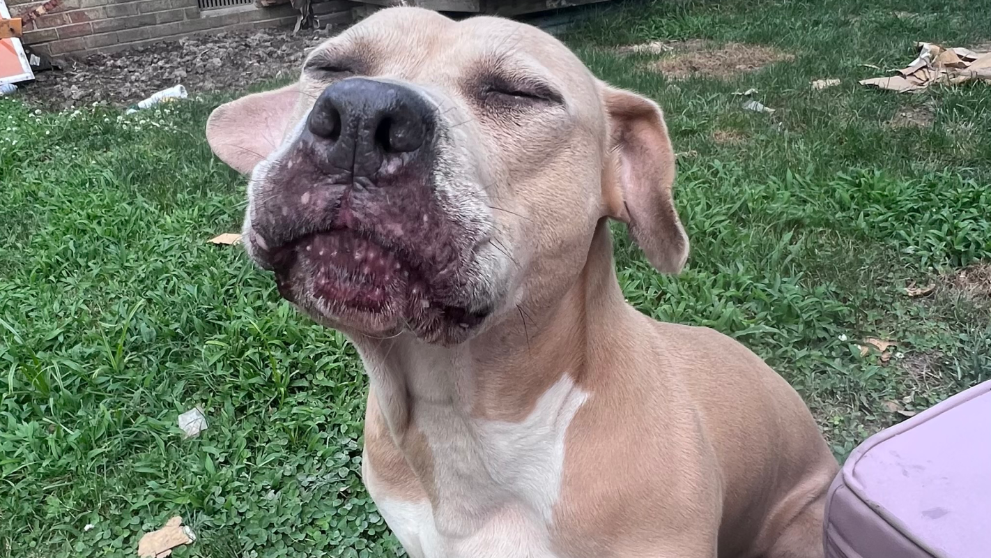 help me pay the veterinarians that saved my dogs life