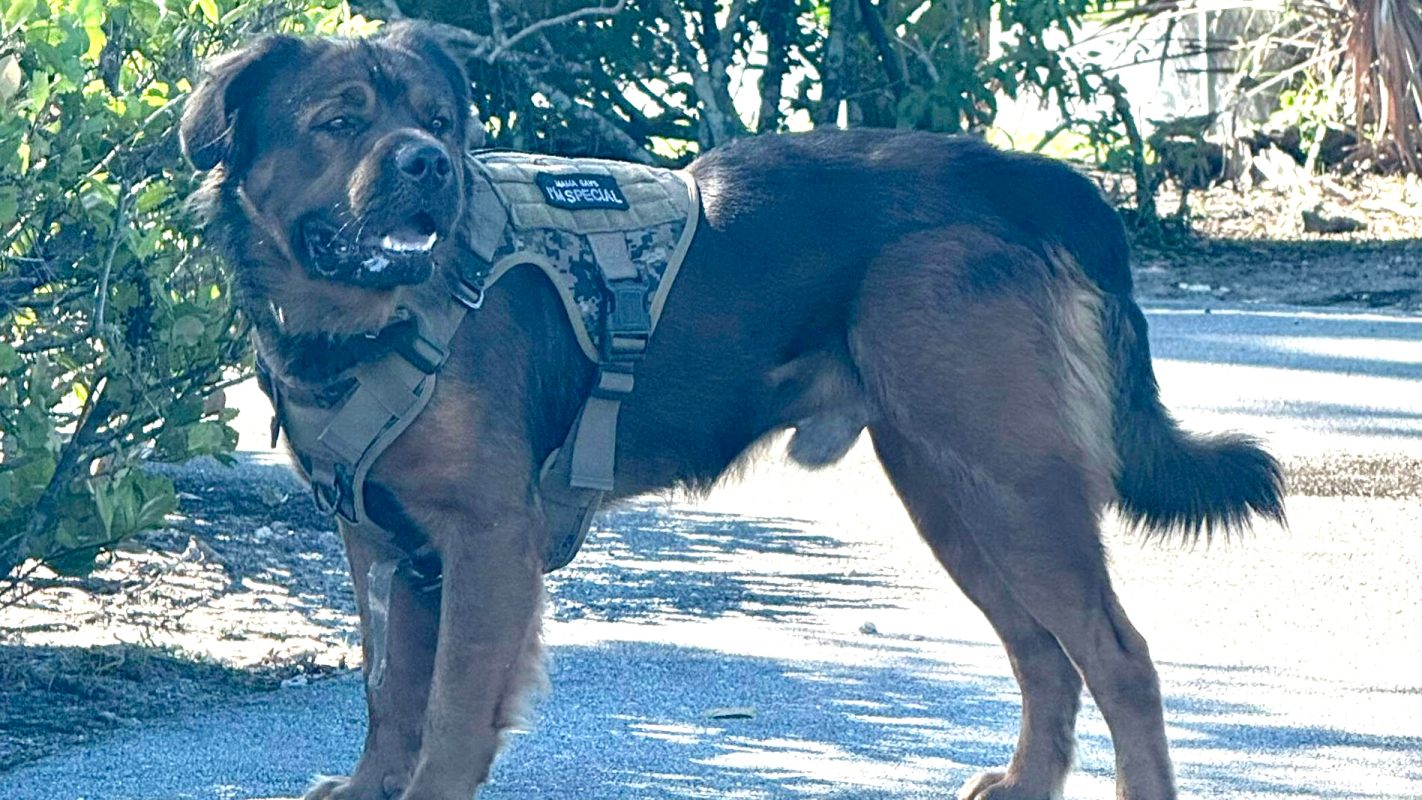 Osito - Bear Bear's Board and Train & Transport