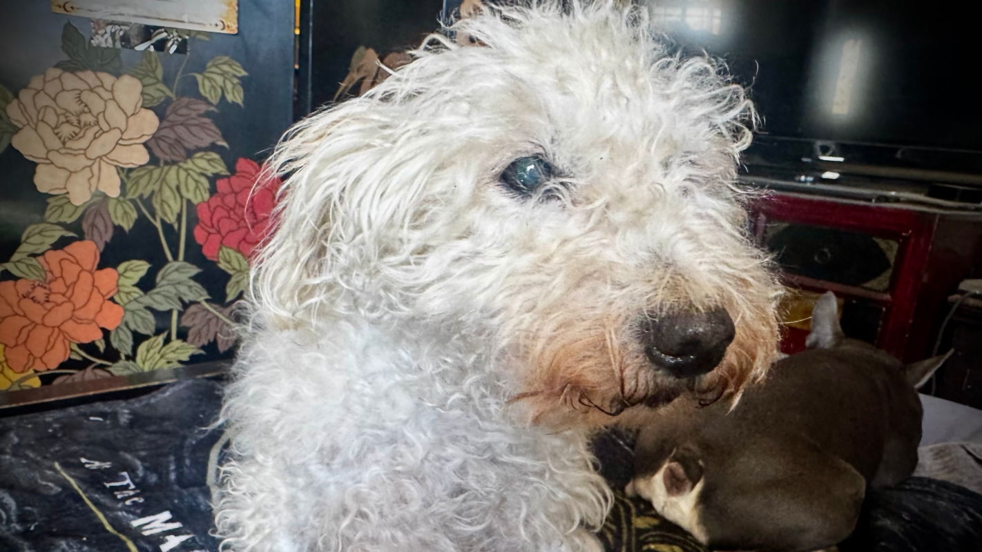 Wallace  needs your help!