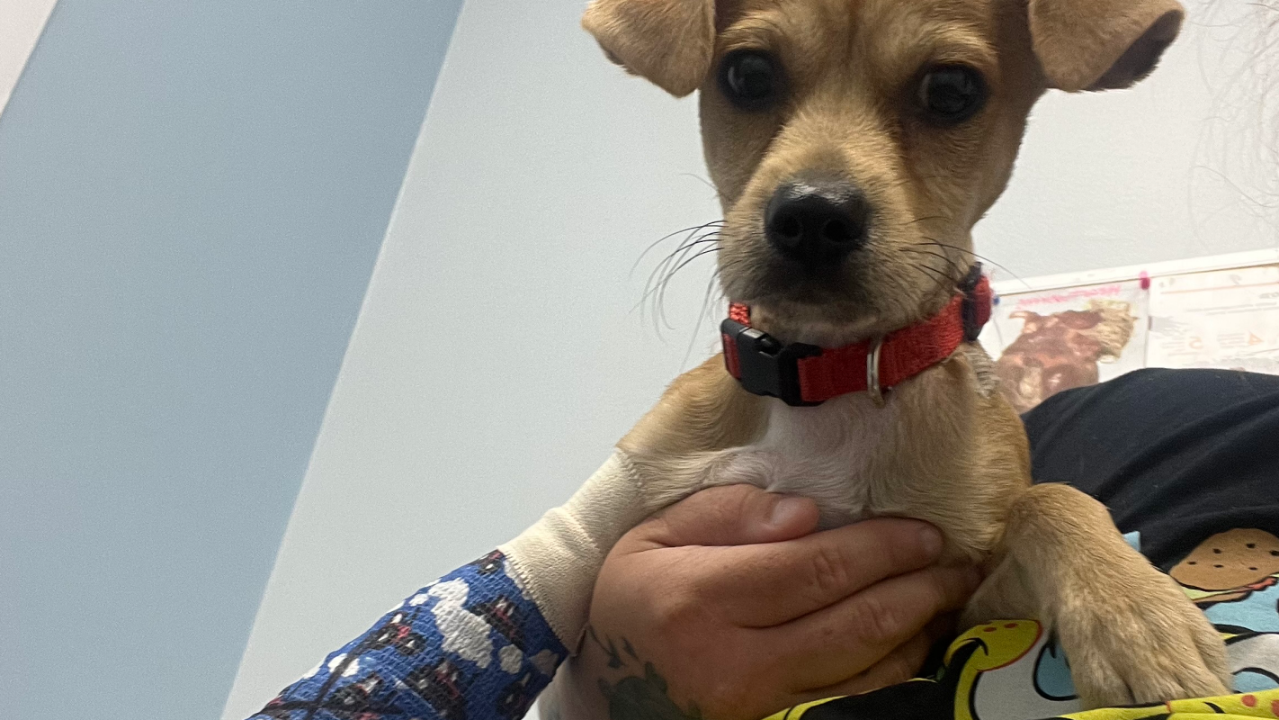 For my puppy leg surgery