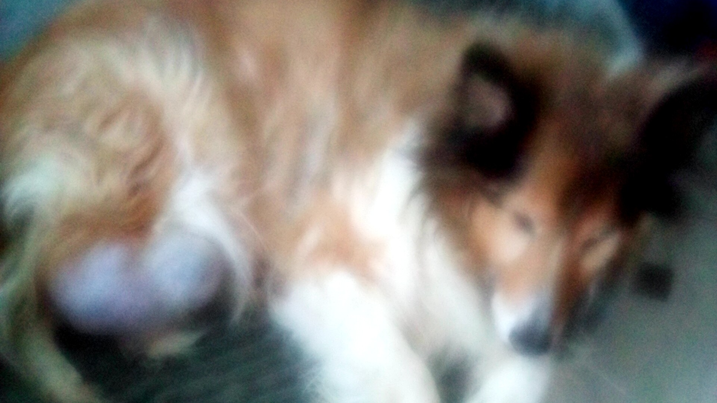 Cheyenne's tumor surgery