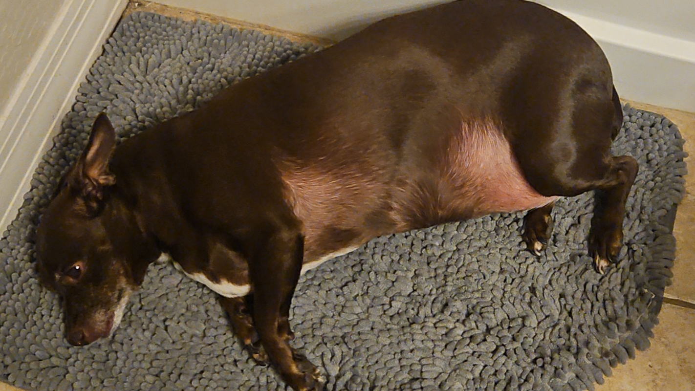 Please help save our Lucy