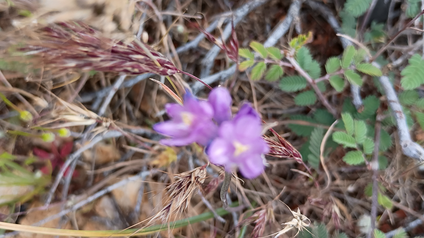 CTE SURVIVOR HOMELESS SENIOR