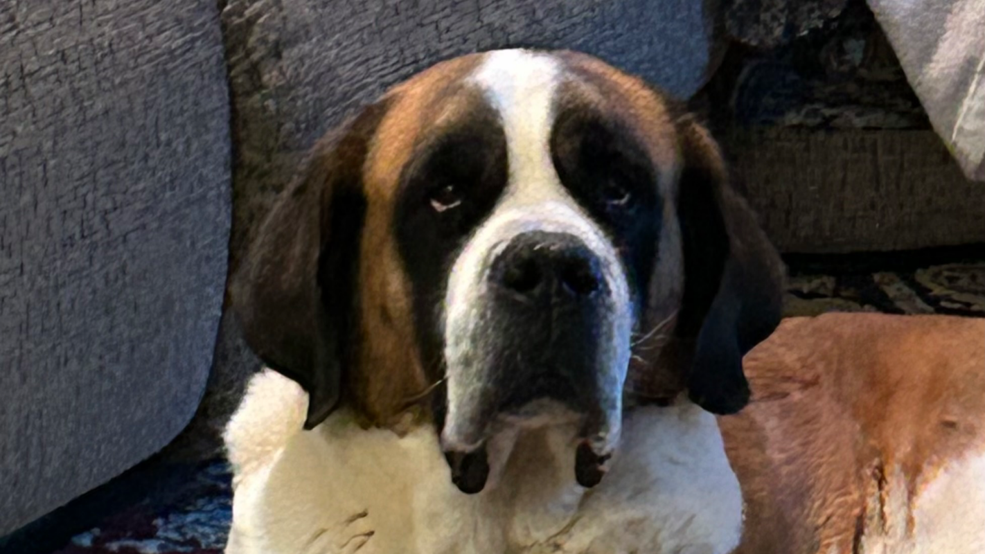 Emergency help to the vet and testing