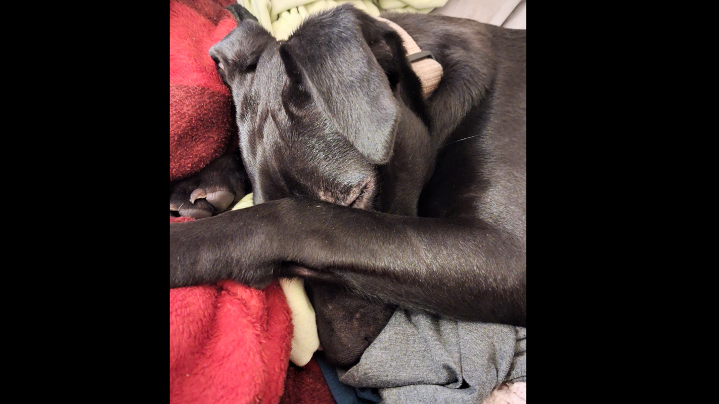 Help My Puppy keep his vision