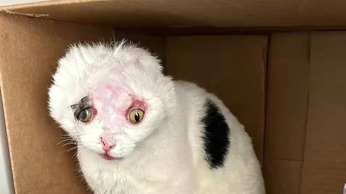 Help Luna Get the Surgery She Needs After a Dog Attack