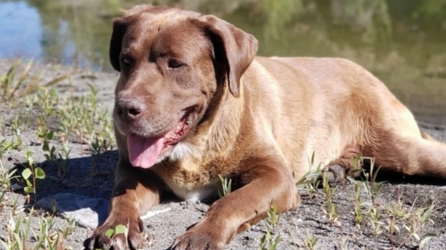 Help with Moose's Final Days