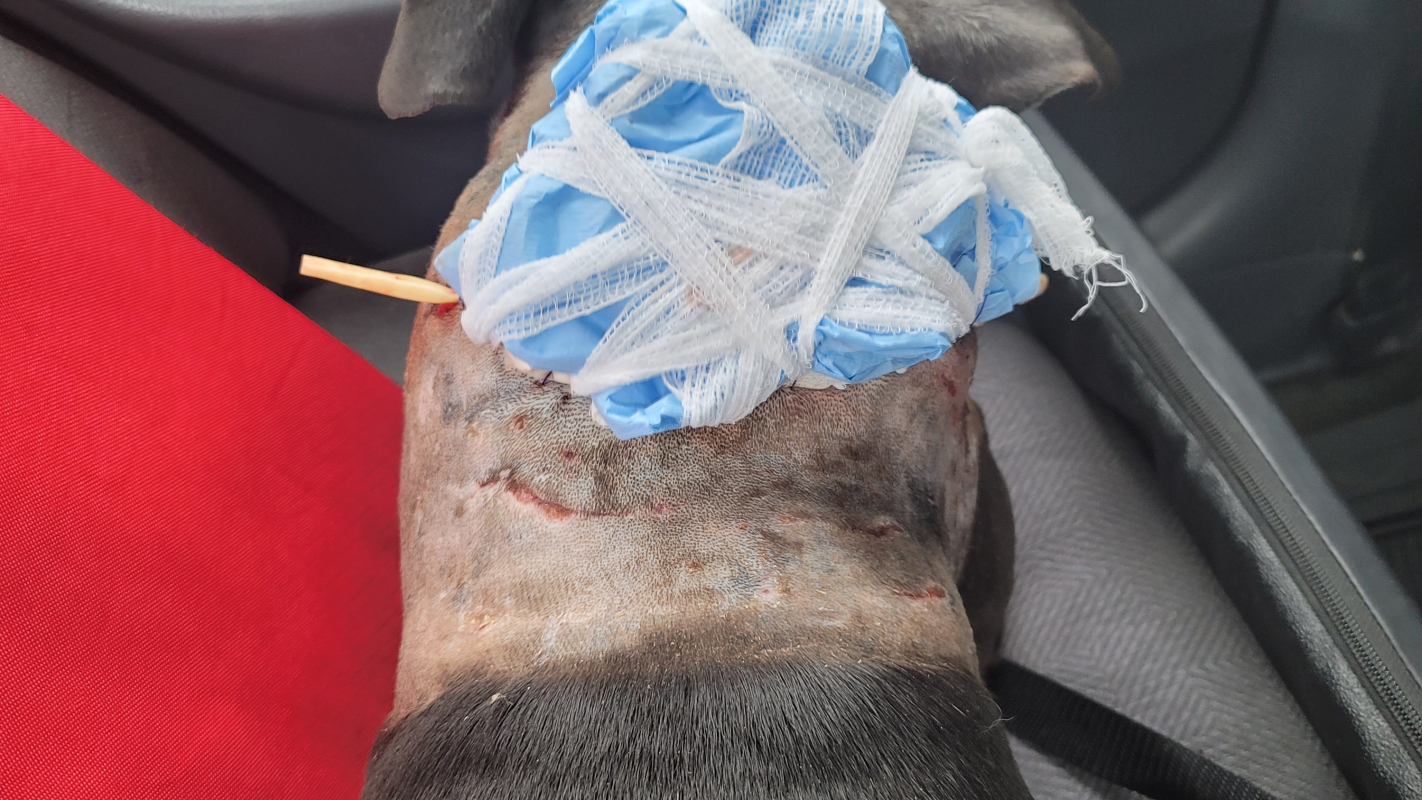 $1 for Vet bills for my baby from each reader!