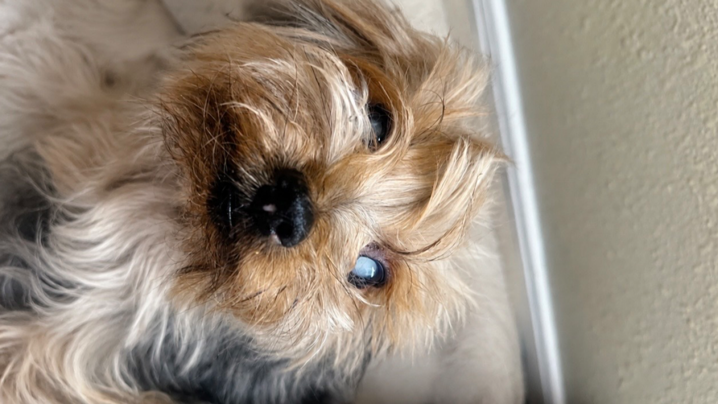My precious dog