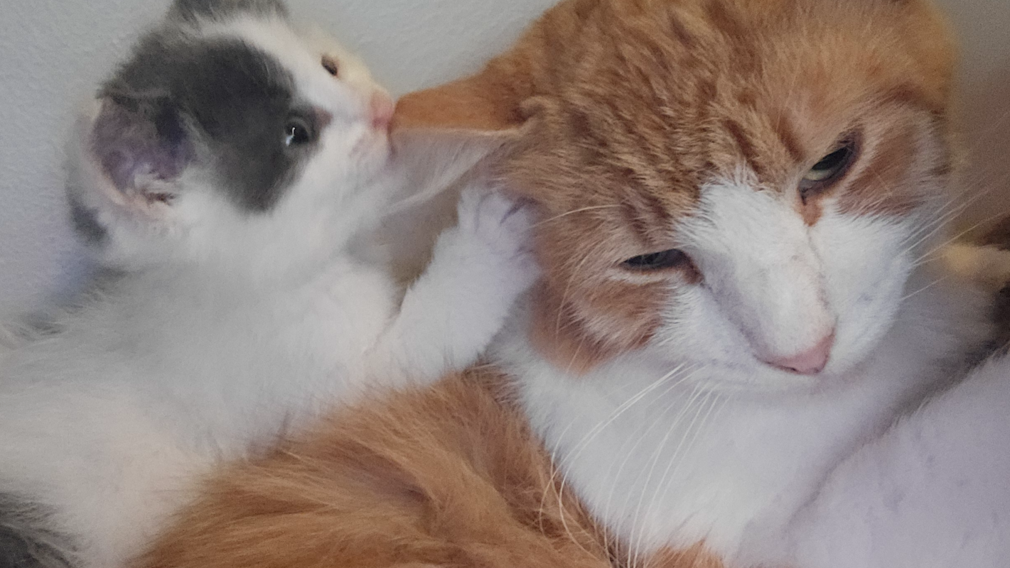 Getting my cat the help he needs