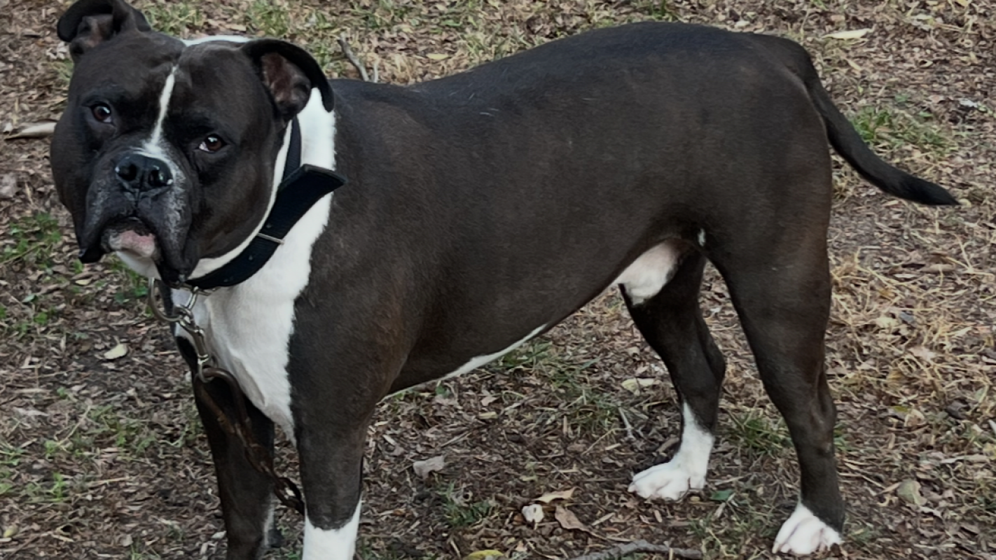 Rocko’s Knee Surgery