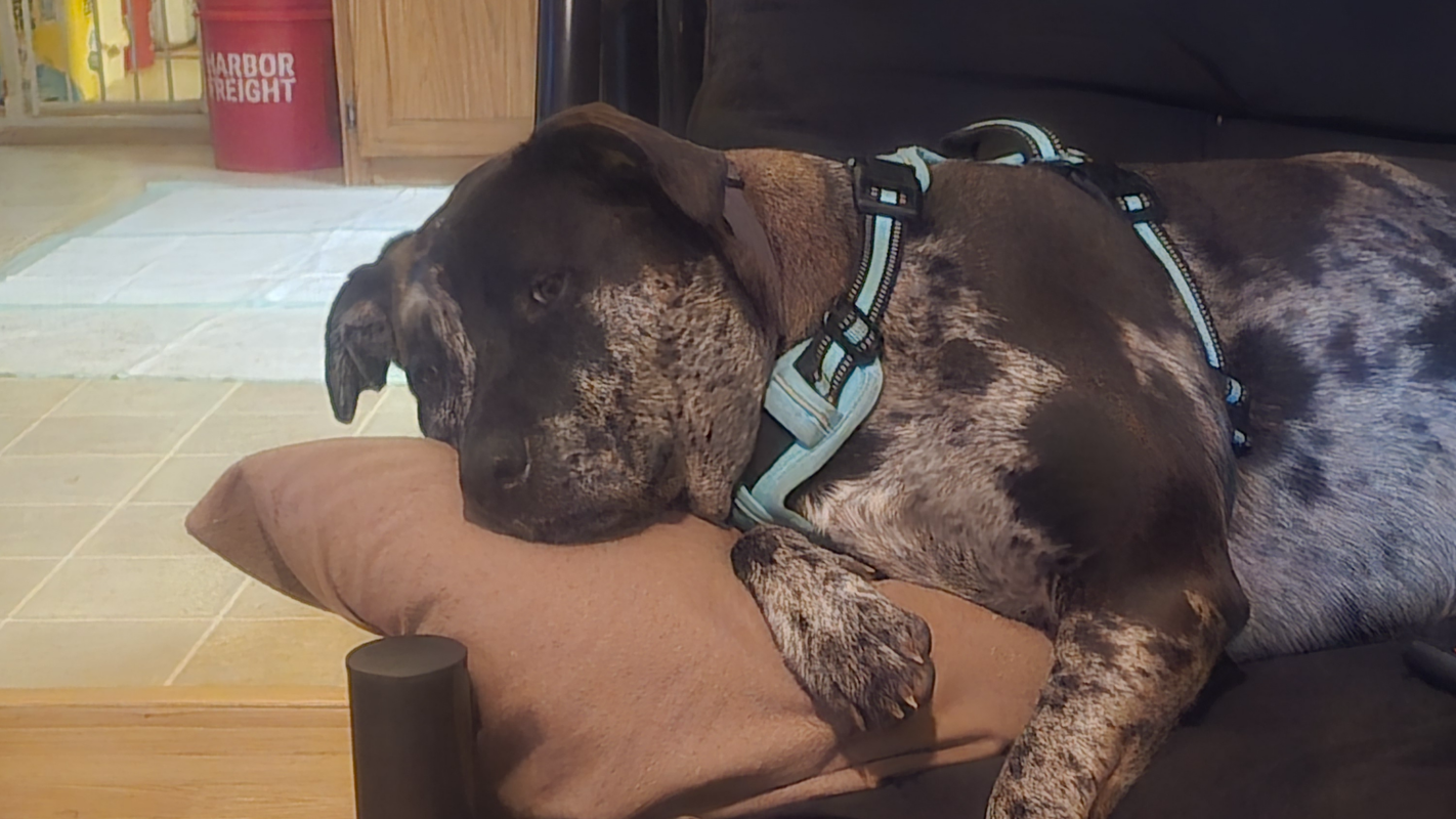 DJI Thermal Drone to help find every lost pet that is out there scared and alone they are depending on us to find them