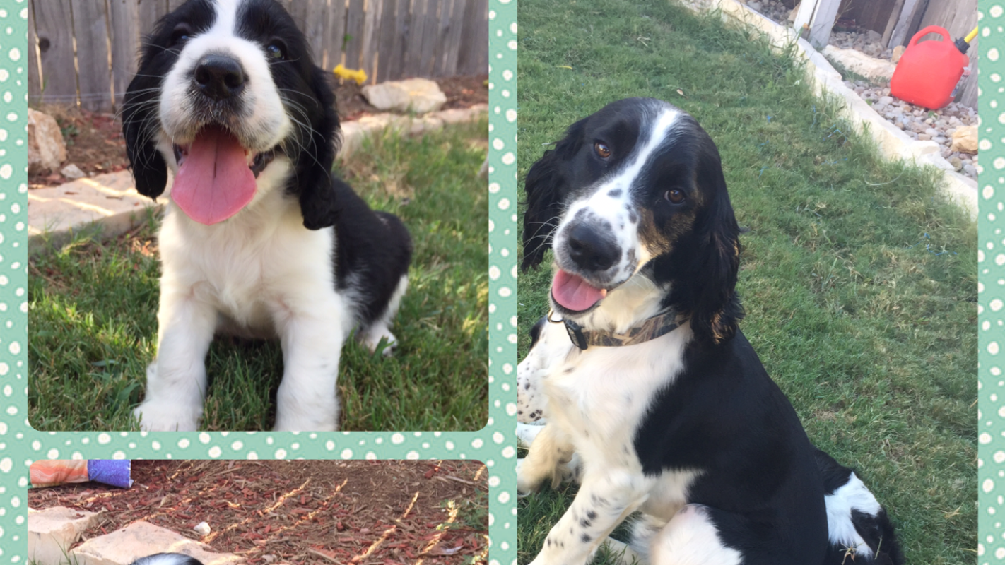 Emergency care for my dog, Chance