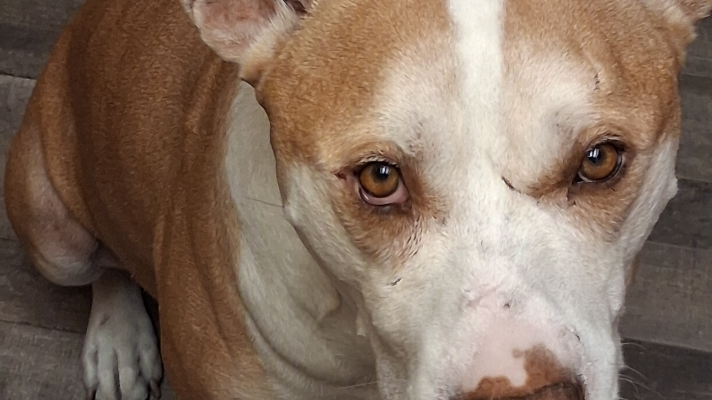 my pup has cancer