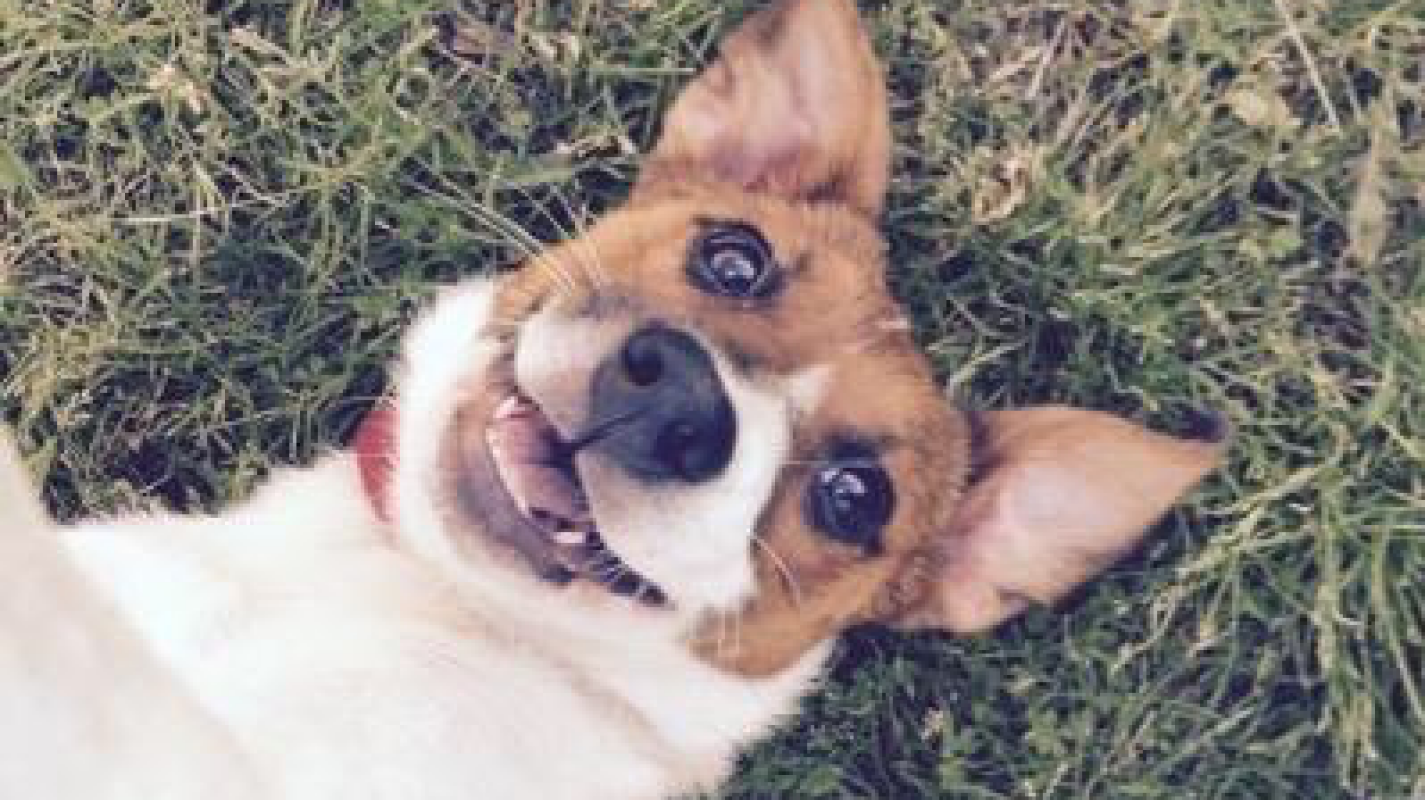 Please Help My Winnie Beat Cancer