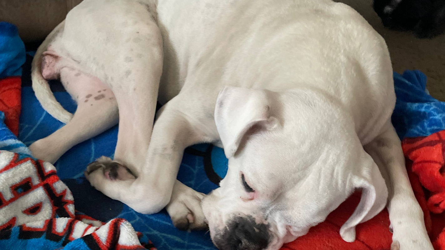 Zima white boxer