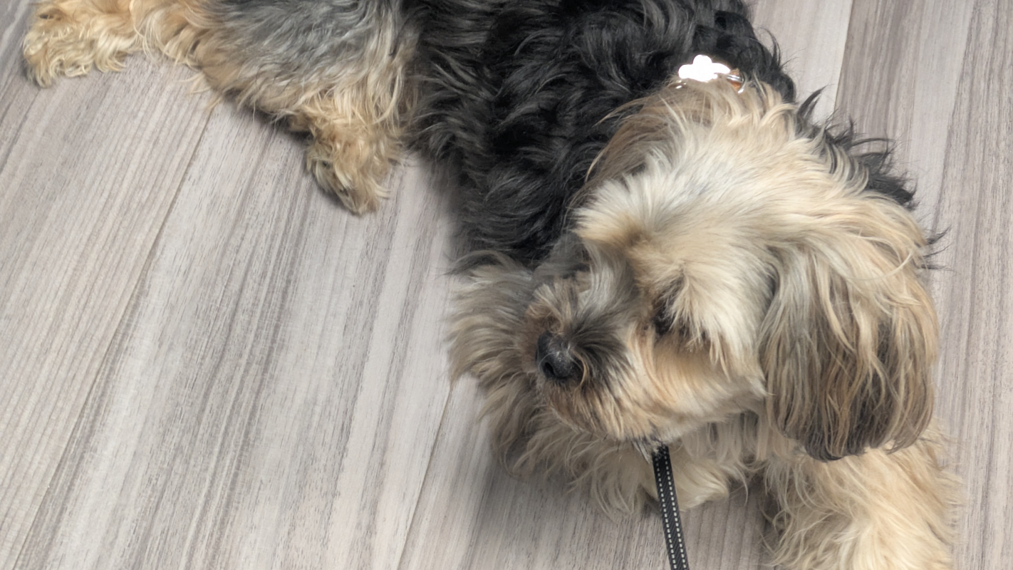 Dunkins vet bills and food